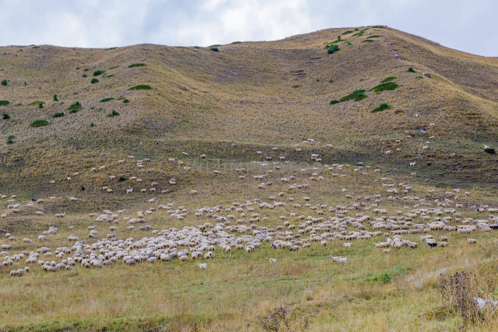 A herd of sheep is grazing in the Caucasus mountains