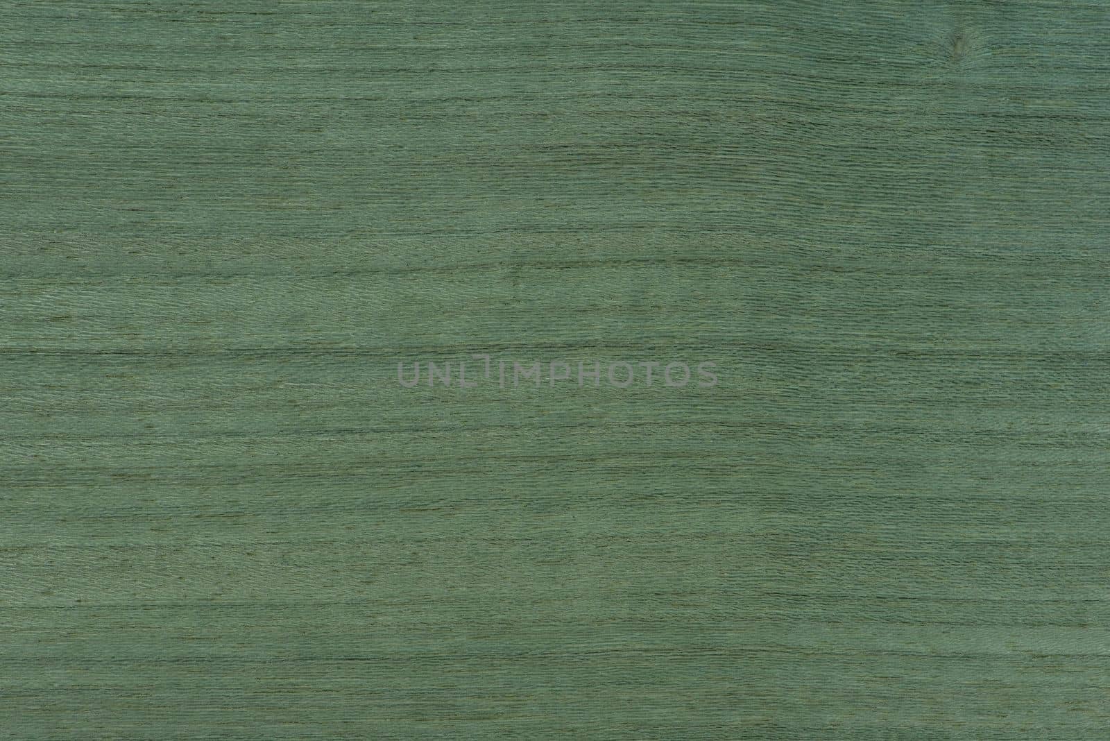 Texture of green wood. The texture of koto wood with a greenish tint. Exotic rare wood from Africa for the production of expensive furniture or interior elements by SERSOL