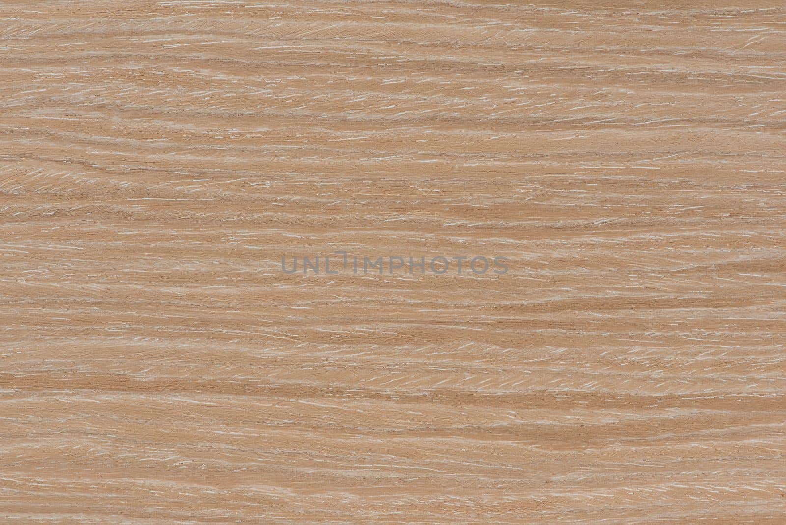 Texture of oak. Texture of natural solid wood. Oak board with a white tint, bleached wood for the production of furniture, floors or doors