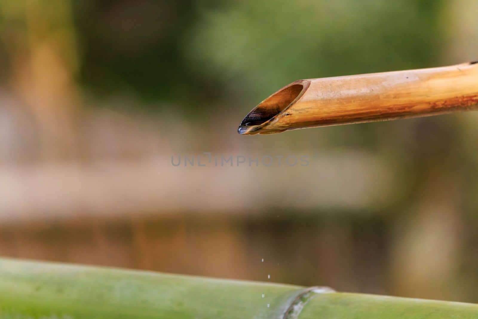 Last drops of water fall from rustic bamboo pipe in Japanese shrine. High quality photo