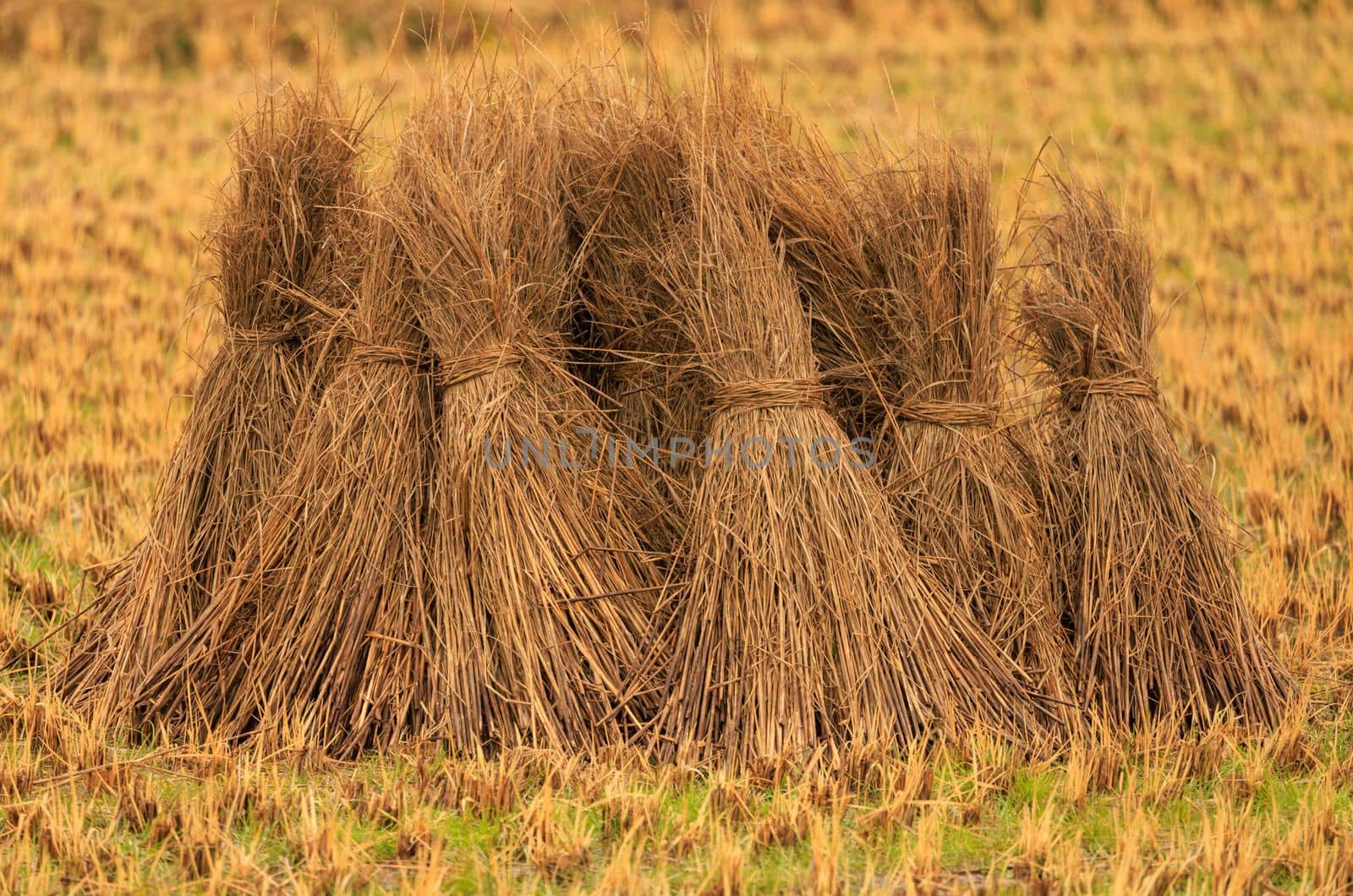 Bundles of Freshly Harvest Rice Straw Stacked in Golden Field . High quality photo