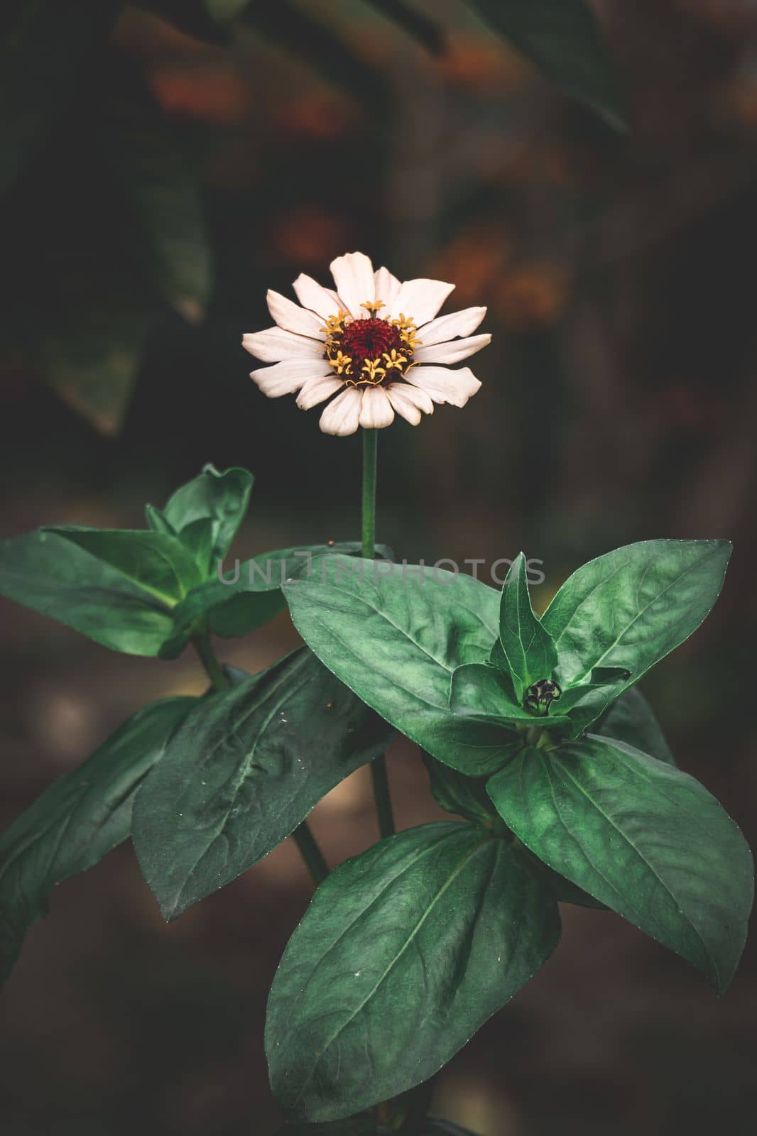 White Common zinnia, elegant zinnia flower in the garden with dark background by abdulkayum97