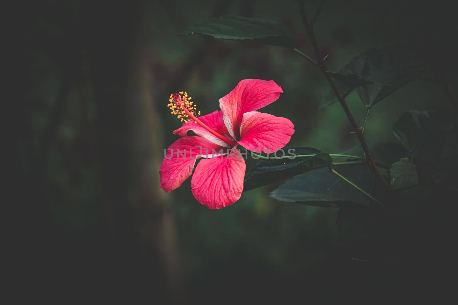 hibiscus rose, China rose, Hawaiian hibiscus, rose mallow and, selective focus, blur background, flower in the garden