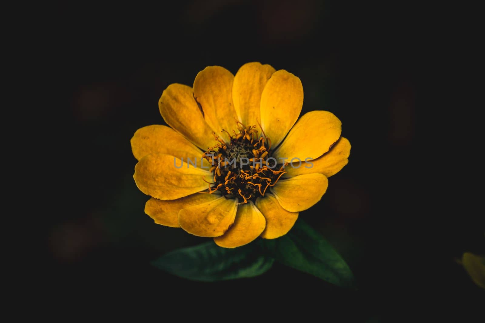 A yellow Zinnia in dark background, selective focus, blur background