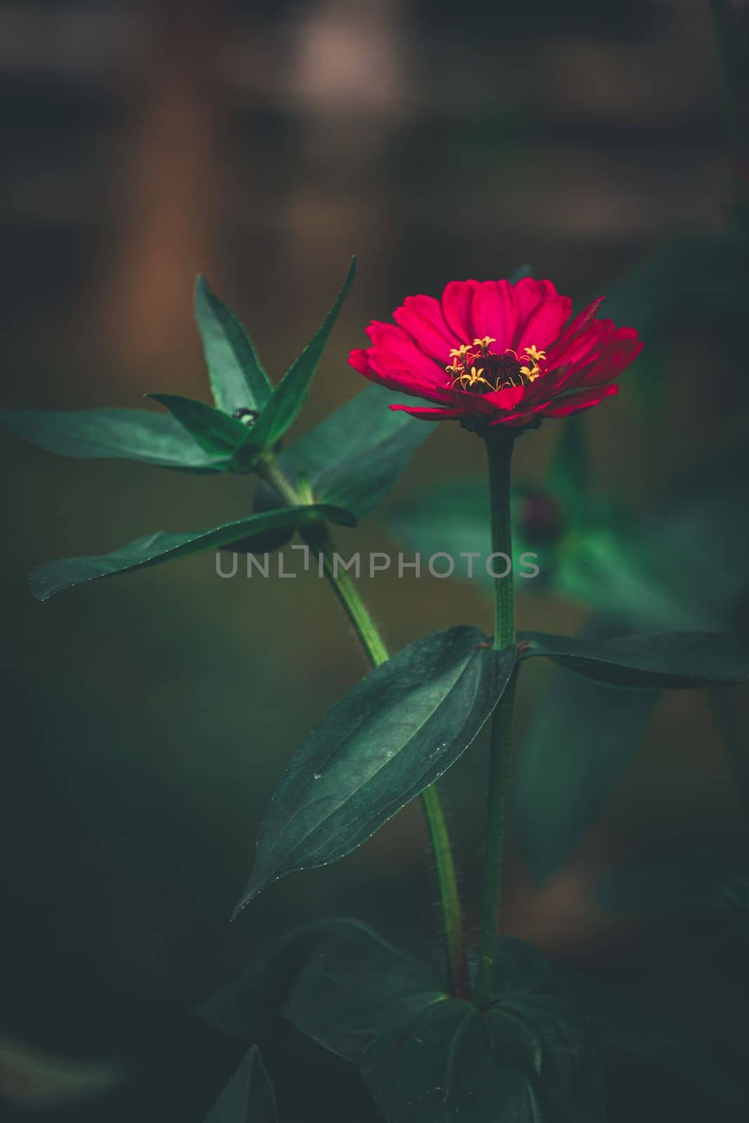 Red Common zinnia, elegant zinnia, selective focus, blur background, flower in the garden, flower in dark background