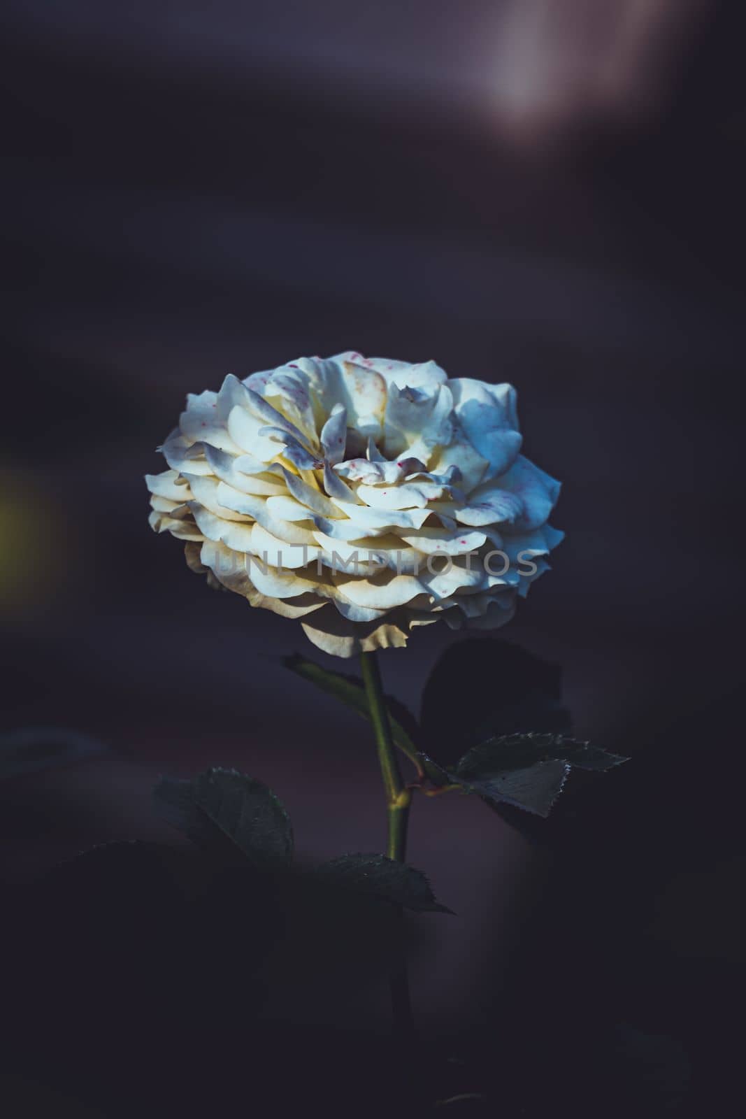 White rose in dark background, White rose of york, by abdulkayum97