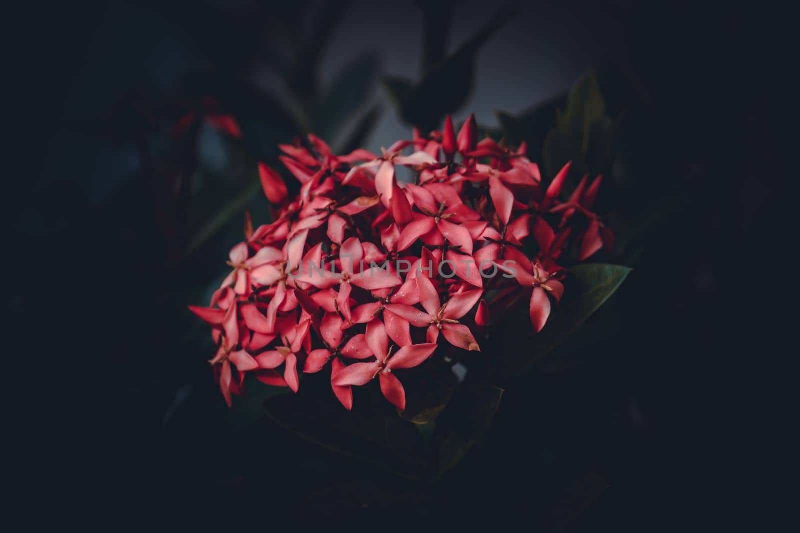 Chinese ixora, Ixora chinensis, West Indian Jasmine flower, selective focus, blur background