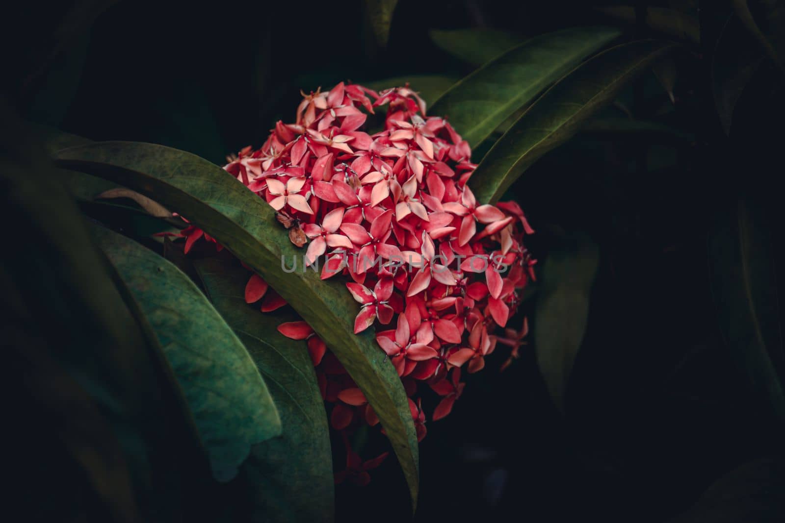 Chinese ixora, Ixora chinensis, West Indian Jasmine flower, selective focus, blur background