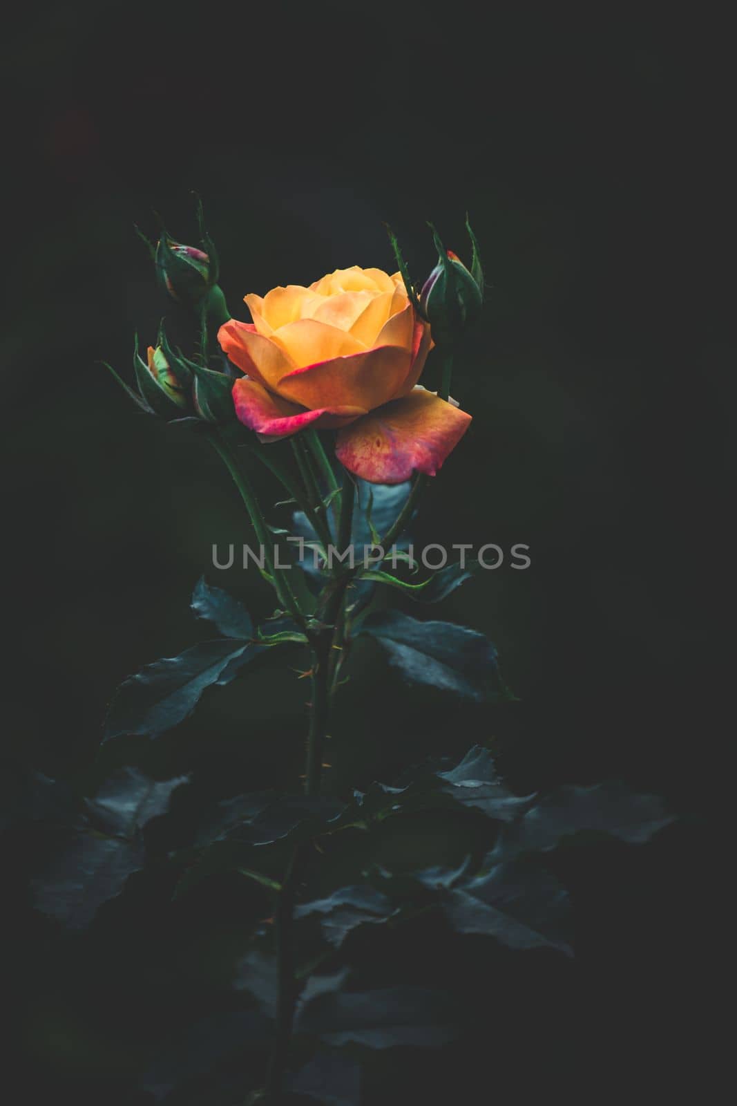 Garden rose, Yellow rose, Rose in the garden, bangladeshi garden rose by abdulkayum97