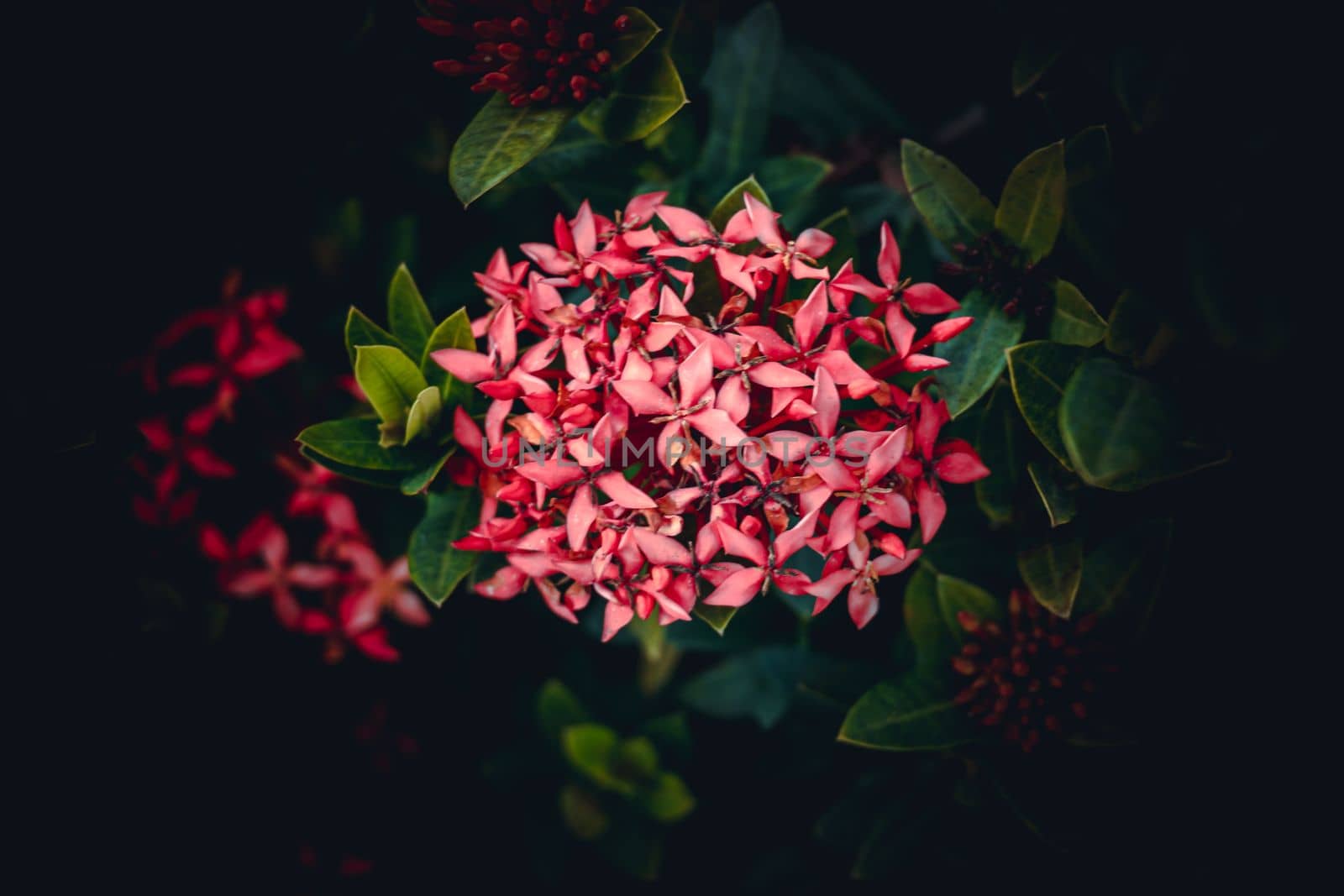 Chinese ixora, Ixora chinensis, West Indian Jasmine flower in the garden by abdulkayum97