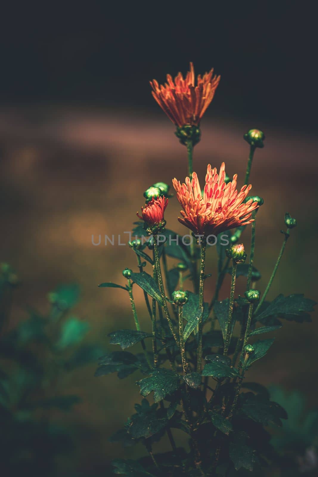 Coimbatore flower, bangladeshi garden flower, selective focus, blur background