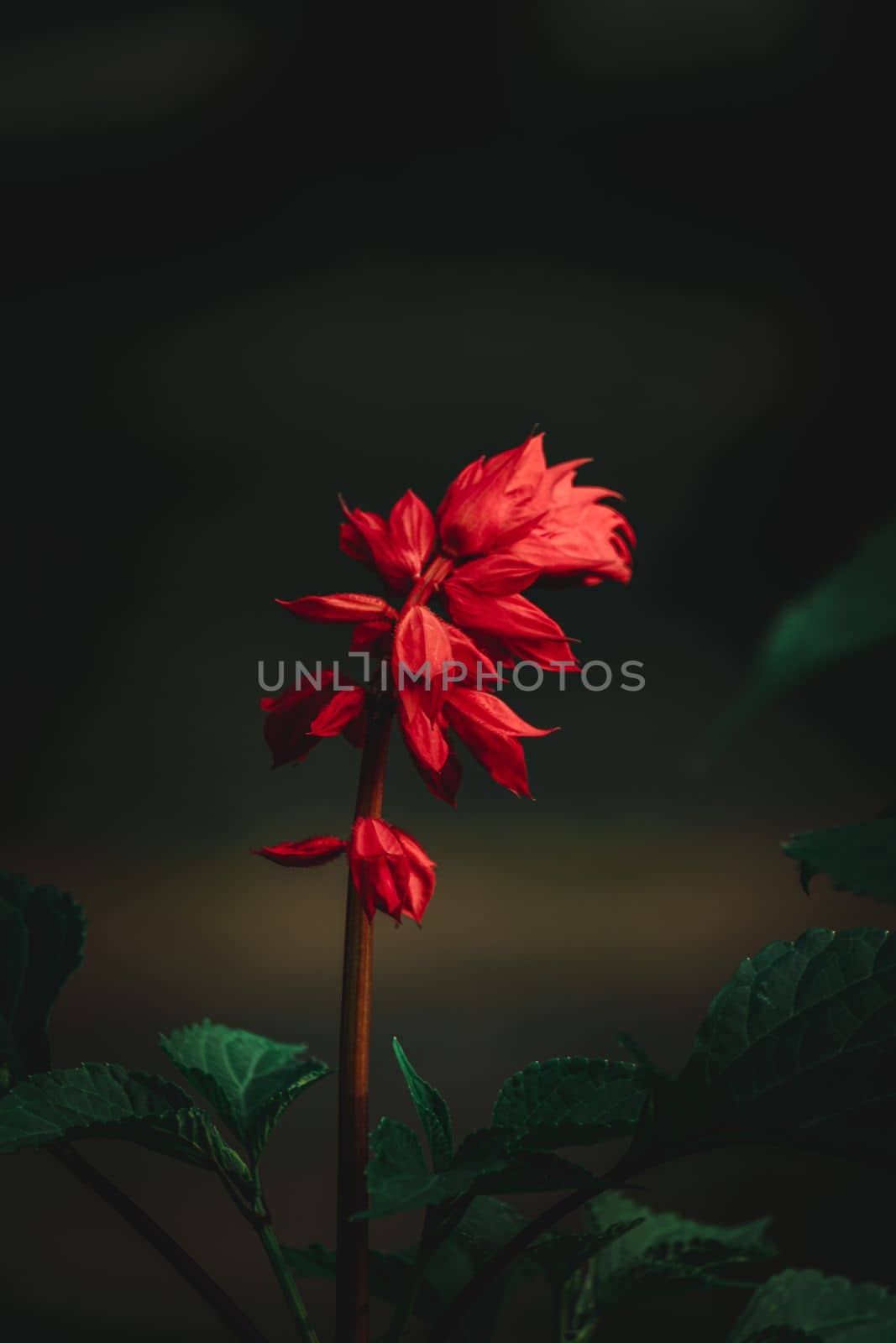 Salvia Splendens Flower, Scarlet sage, selective focus, blur background