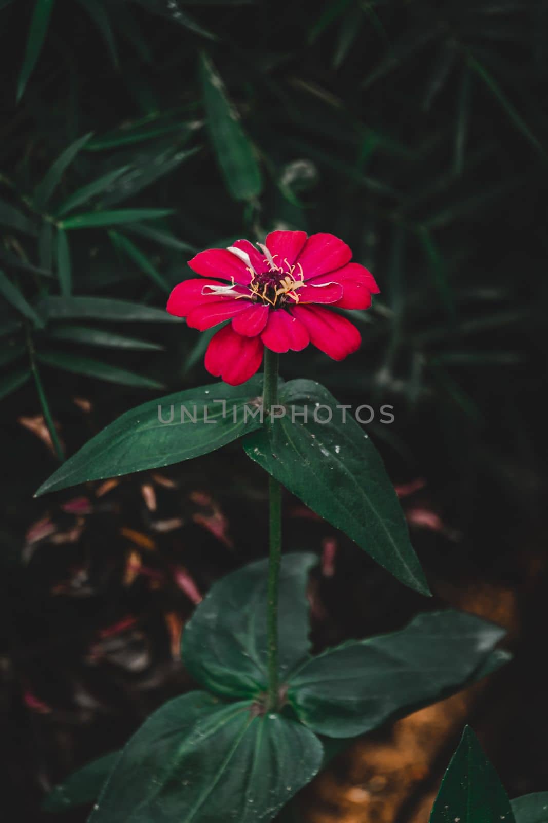 Red Common zinnia, elegant zinnia, selective focus, blur background, flower in the garden, flower in dark background