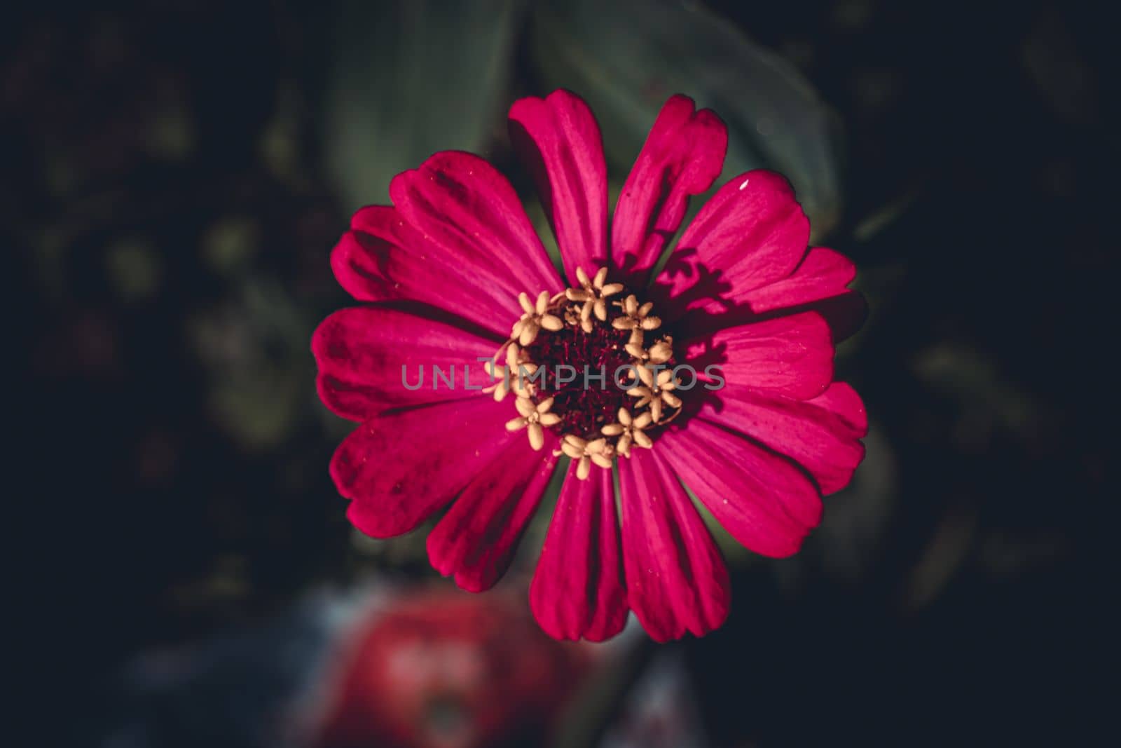 Pink Zinnia flower, Zinnia plant in the garden, selective focus, blur background