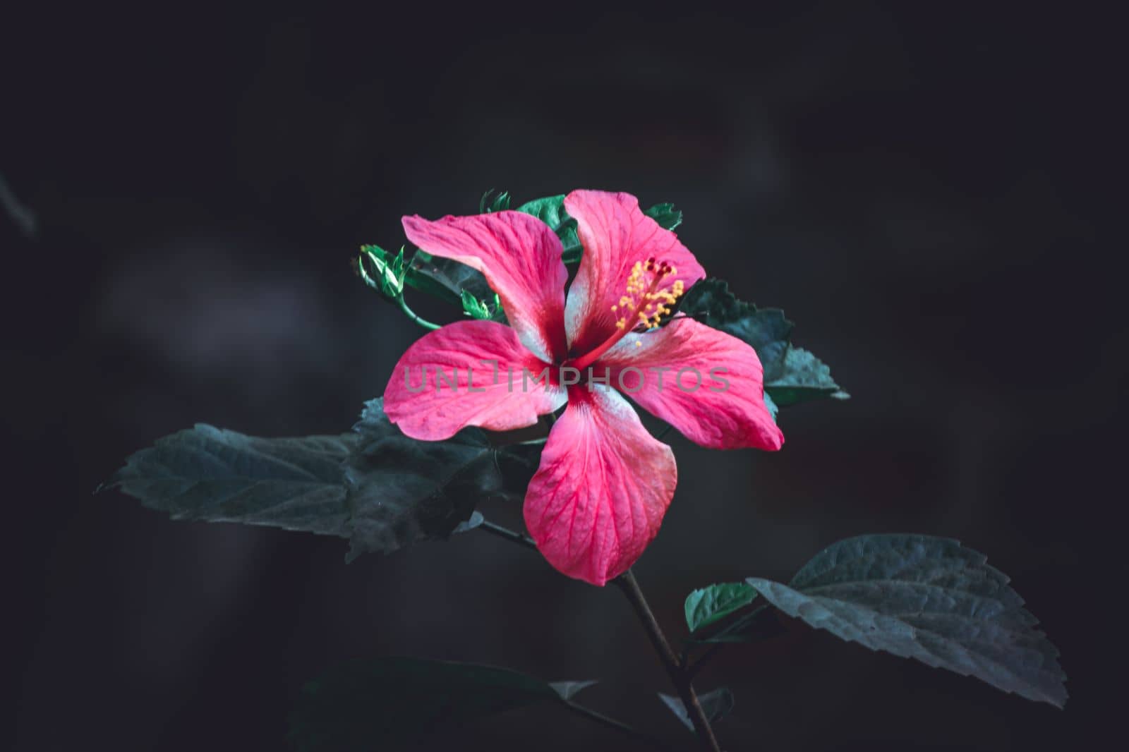 hibiscus rose, China rose, Hawaiian hibiscus, rose mallow and, selective focus, blur background, flower in the garden