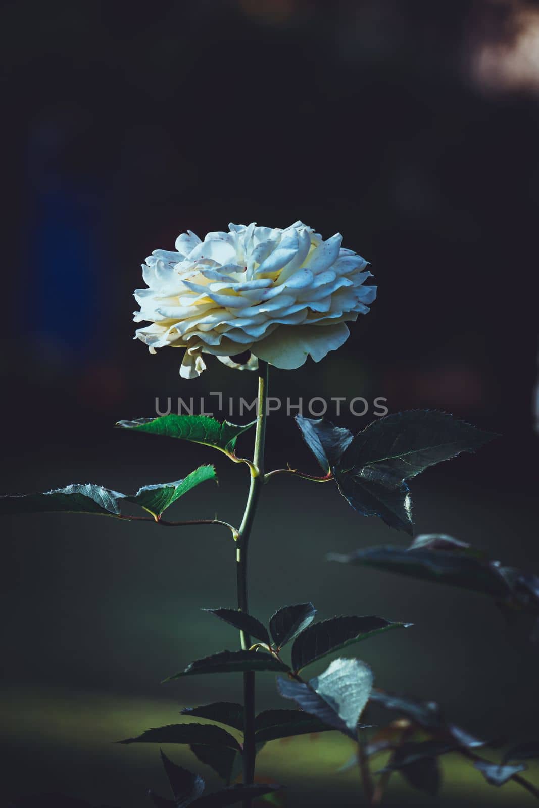 White rose in dark background, White rose of york, selective focus, blur background