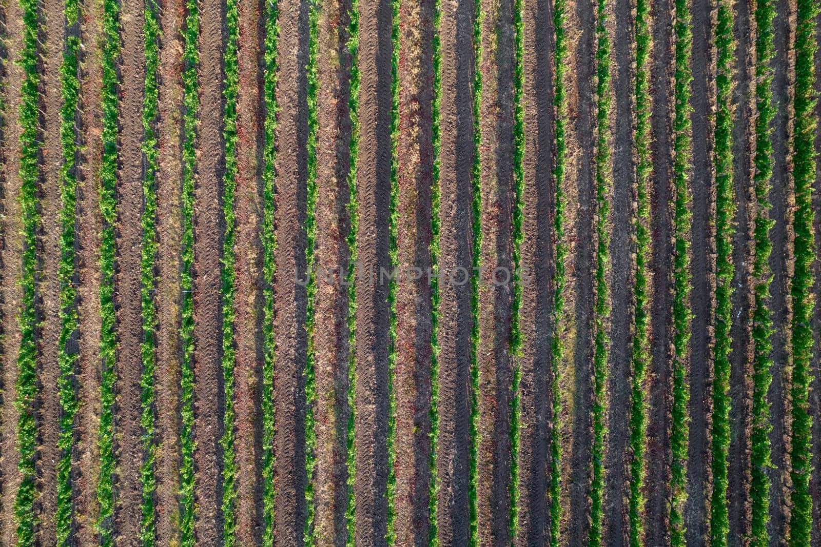 Aerial photographic shot of a field planted with vines in the summer season