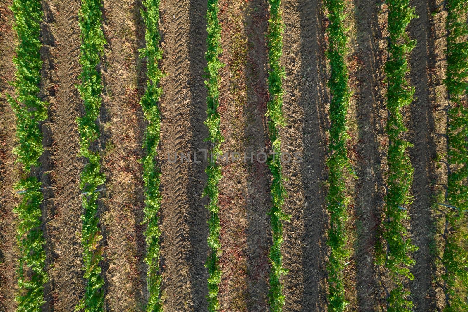 Aerial view of a vineyard in the summer season  by fotografiche.eu