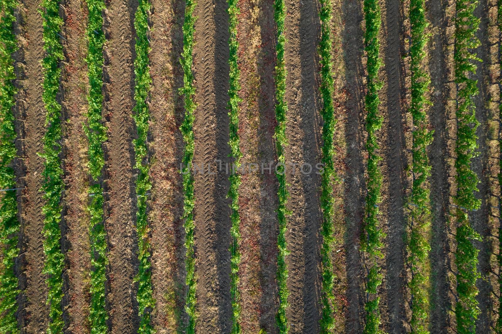 Aerial photographic shot of a field planted with vines in the summer season