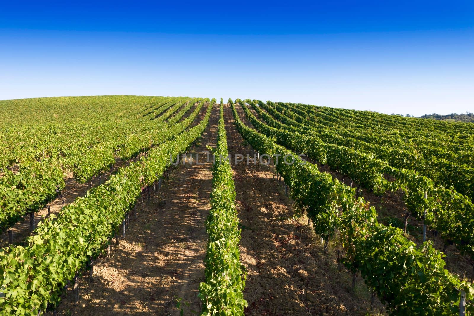 Aerial view of the rows of a vineyard in full ripeness by fotografiche.eu