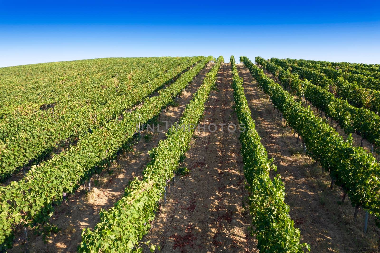 Aerial view of the rows of a vineyard in full ripeness by fotografiche.eu