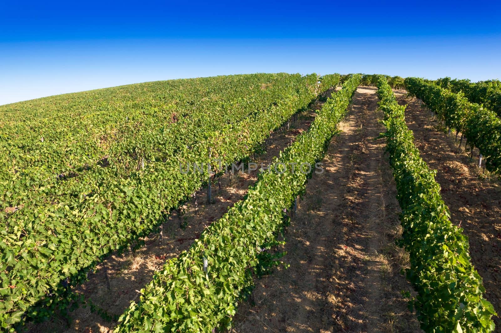 Aerial view of the rows of a vineyard in full ripeness by fotografiche.eu