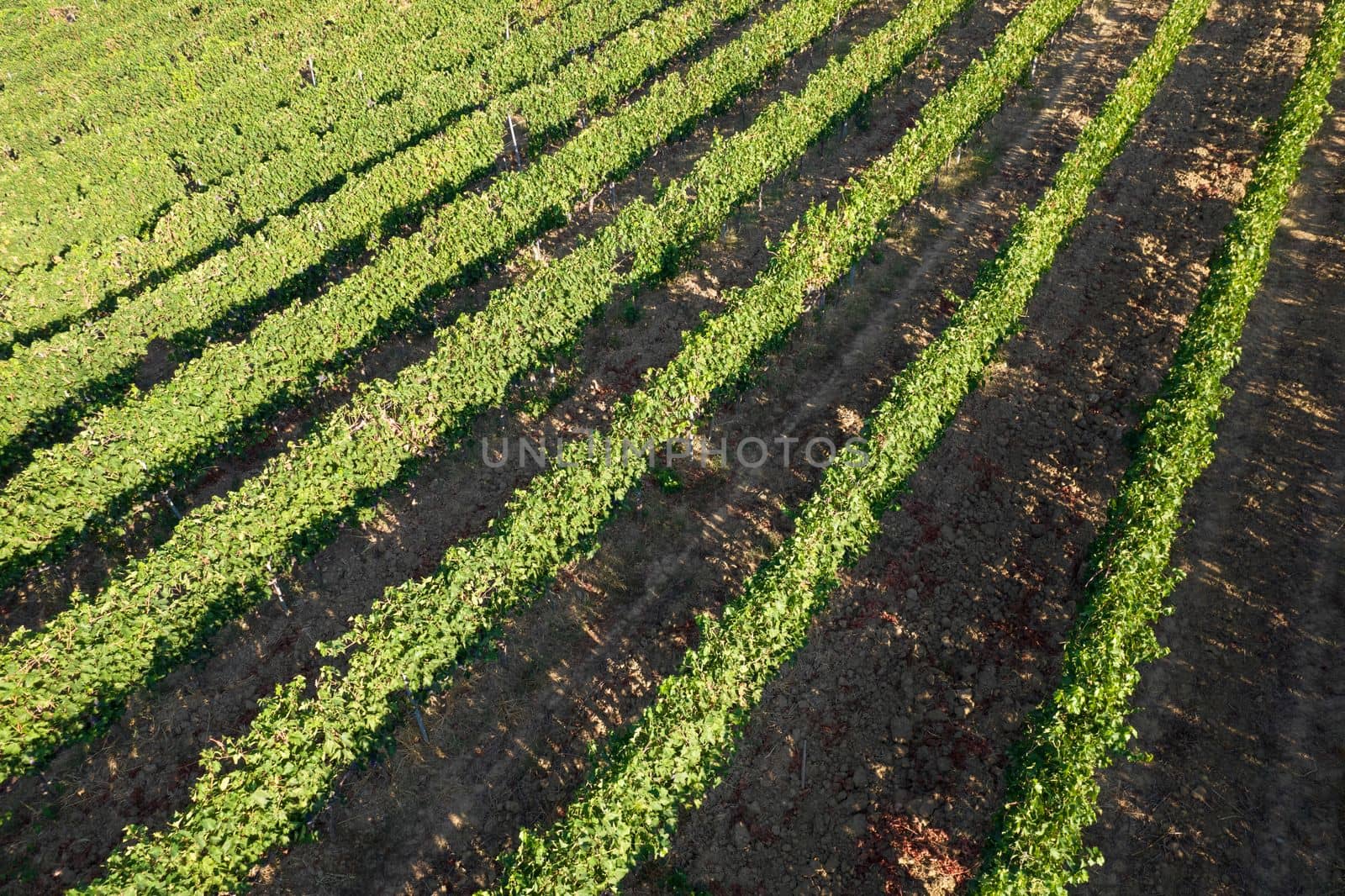 Aerial view of the rows of a vineyard in full ripeness by fotografiche.eu