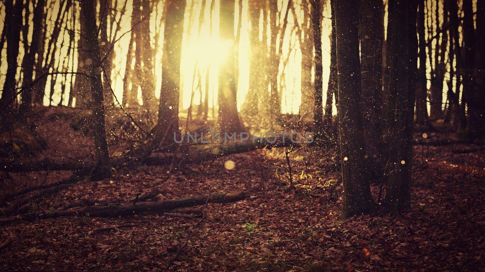 Winter landscape - Forest with sunset in winter time while snowing.