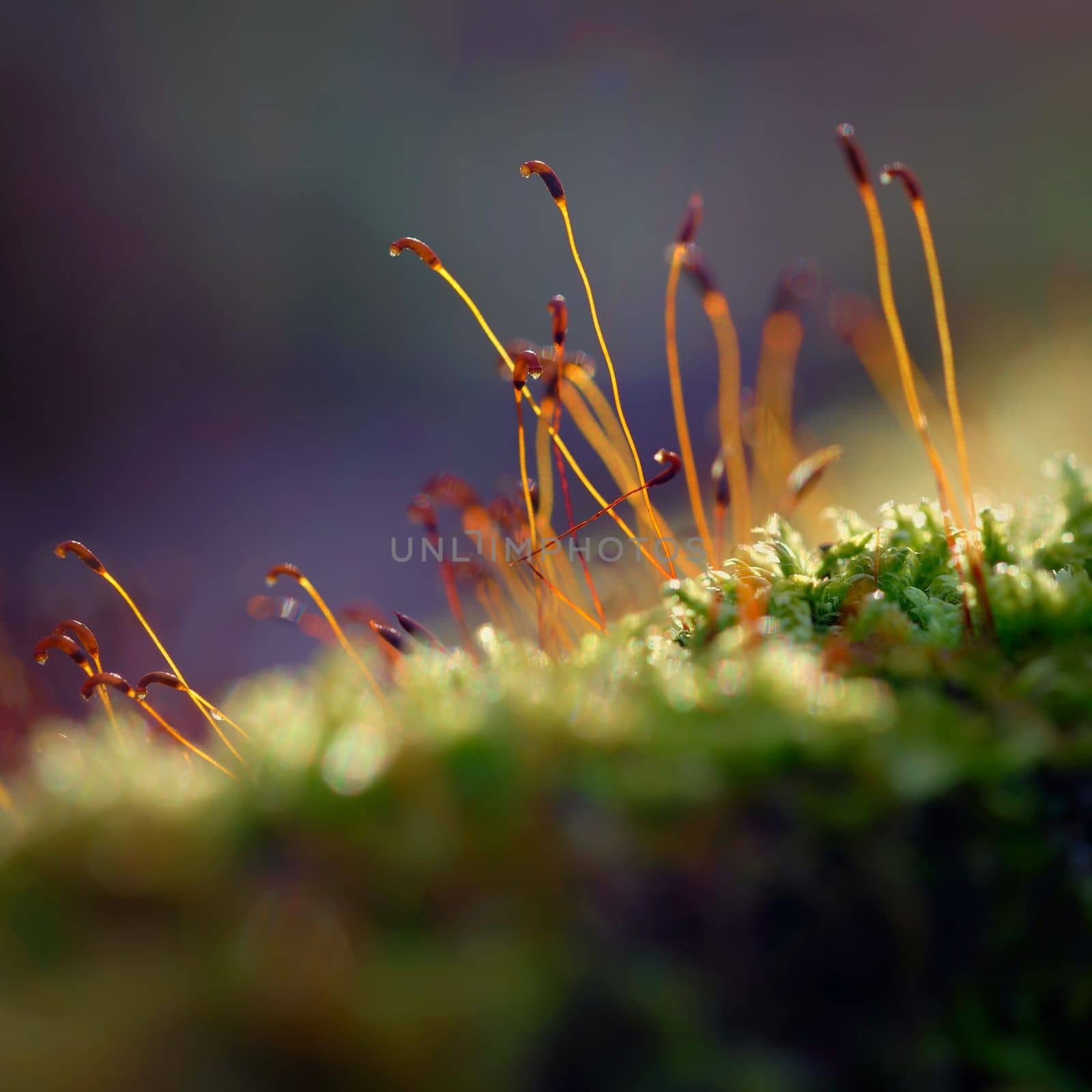 Macro shot of moss. Natural colorful background in the forest with a beautiful detail of a small plant. by Montypeter