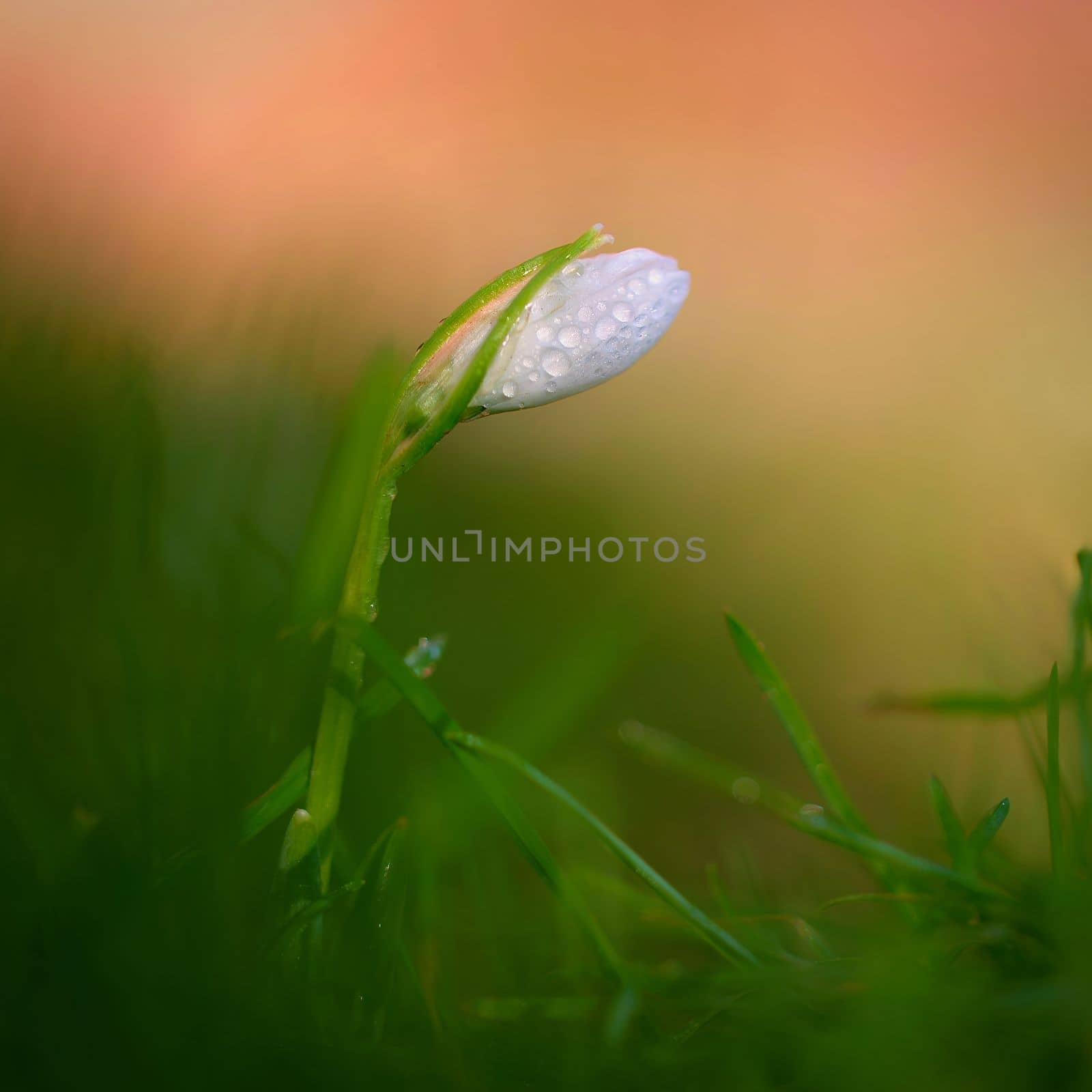 Spring flowers. The first flowering white plants in spring. Natural colorful background. (Galanthus nivalis). by Montypeter