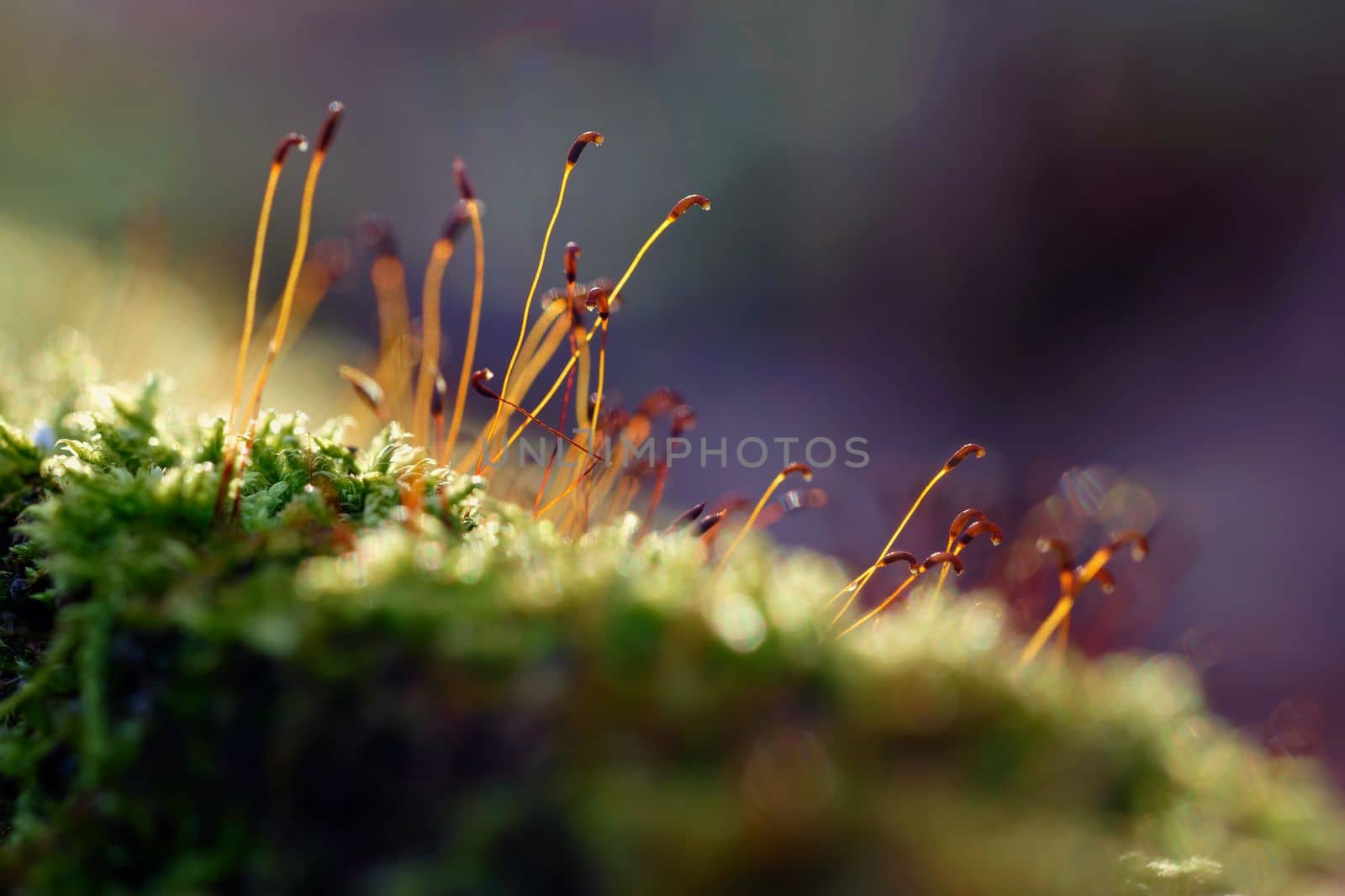 Macro shot of moss. Natural colorful background in the forest with a beautiful detail of a small plant. by Montypeter