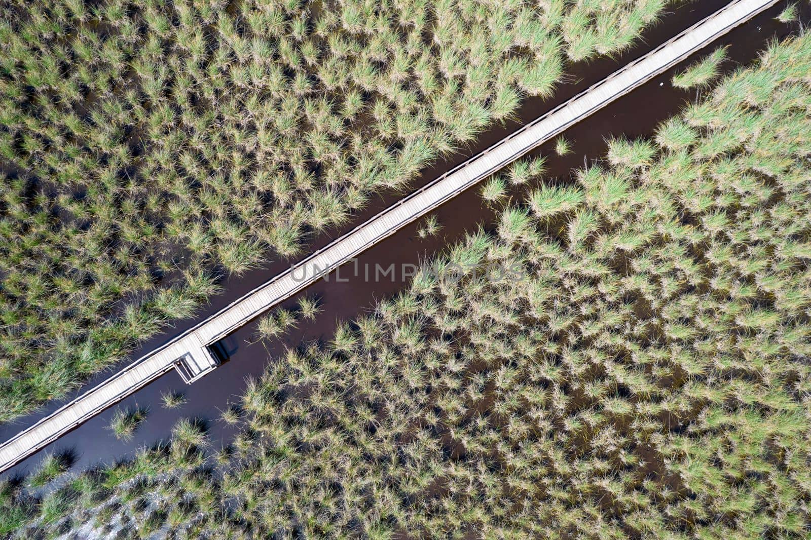 Aerial view of the pedestrian walkway inside the park of Massaciuccoli Italy 