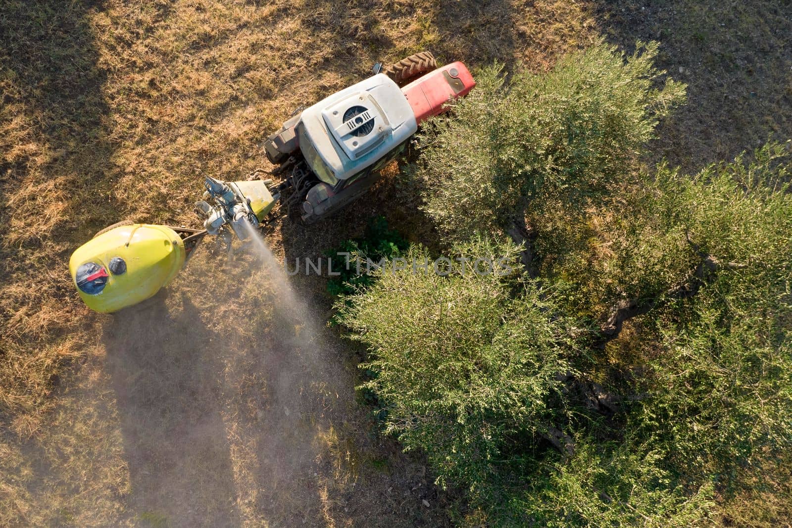 Pesticide treatment for an olive plantation  by fotografiche.eu