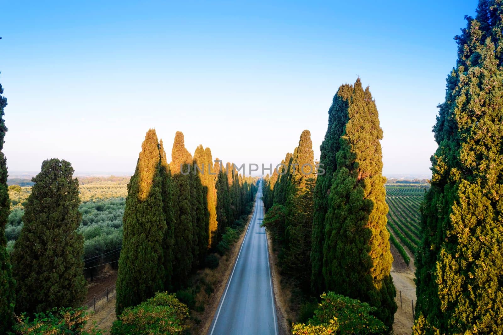 Aerial shot of the ancient and famous avenue of cypresses that from San Vito leads to the city of Bolgheri Tuscany Italy 