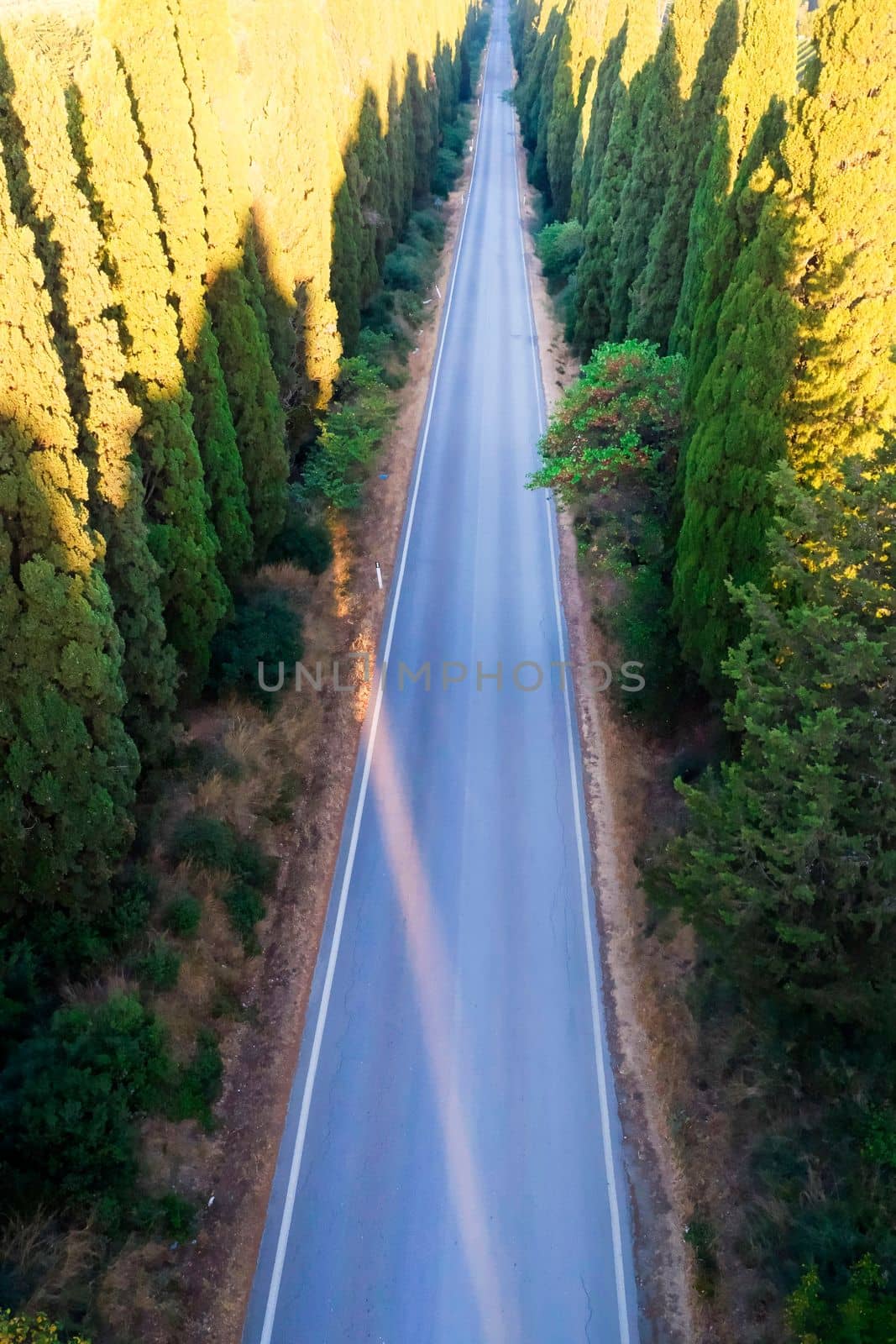 Aerial shot of the ancient and famous avenue of cypresses that from San Vito leads to the city of Bolgheri Tuscany Italy 