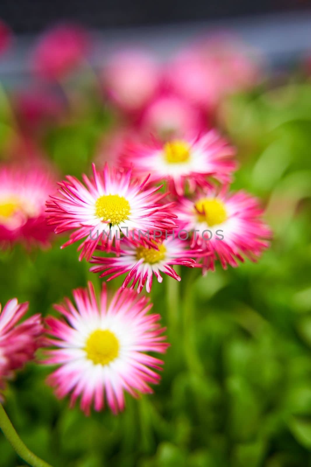 Pink chamomile flower in the green grass by Try_my_best