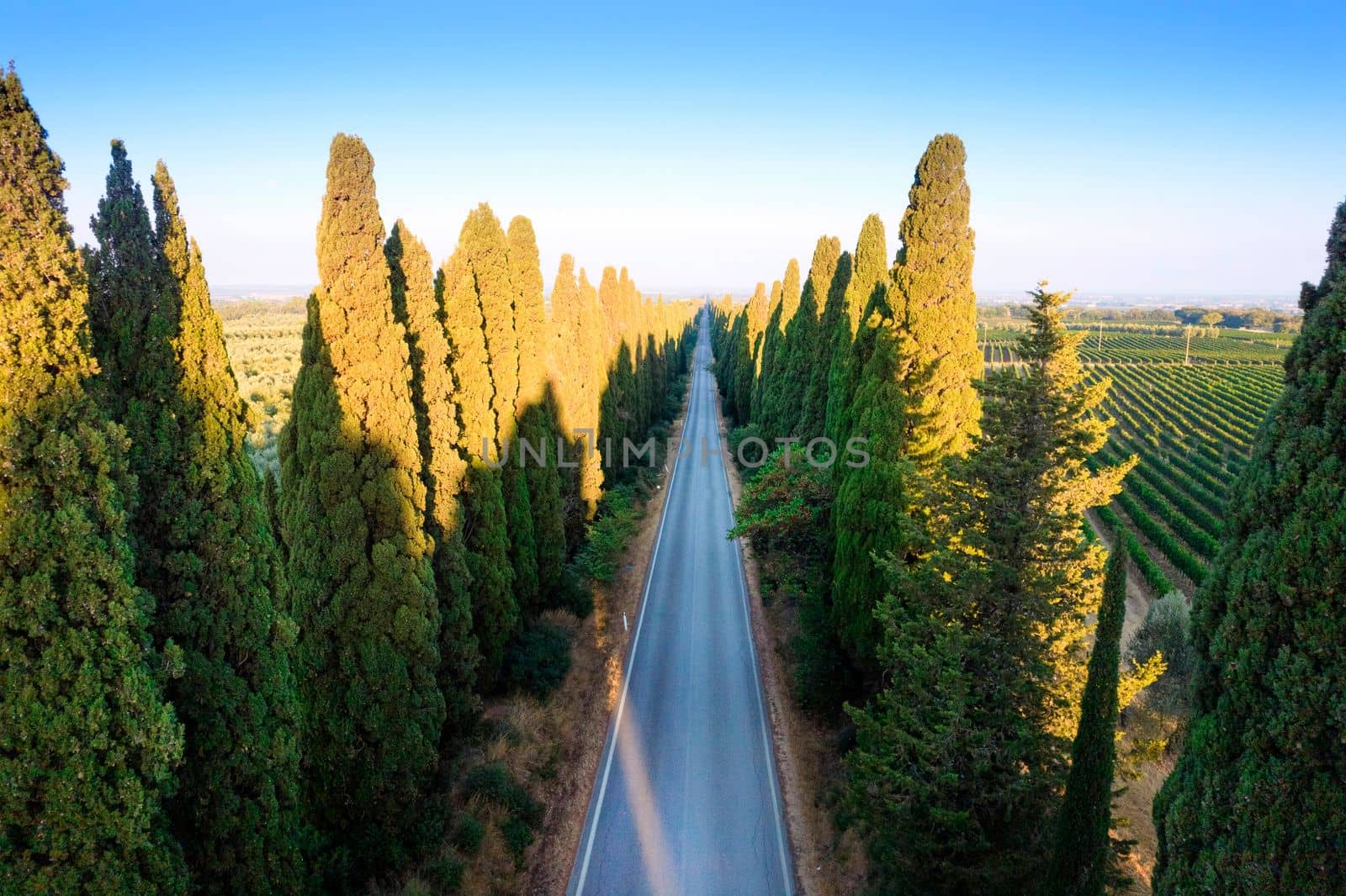 Aerial shot of the ancient and famous avenue of cypresses that from San Vito leads to the city of Bolgheri Tuscany Italy 