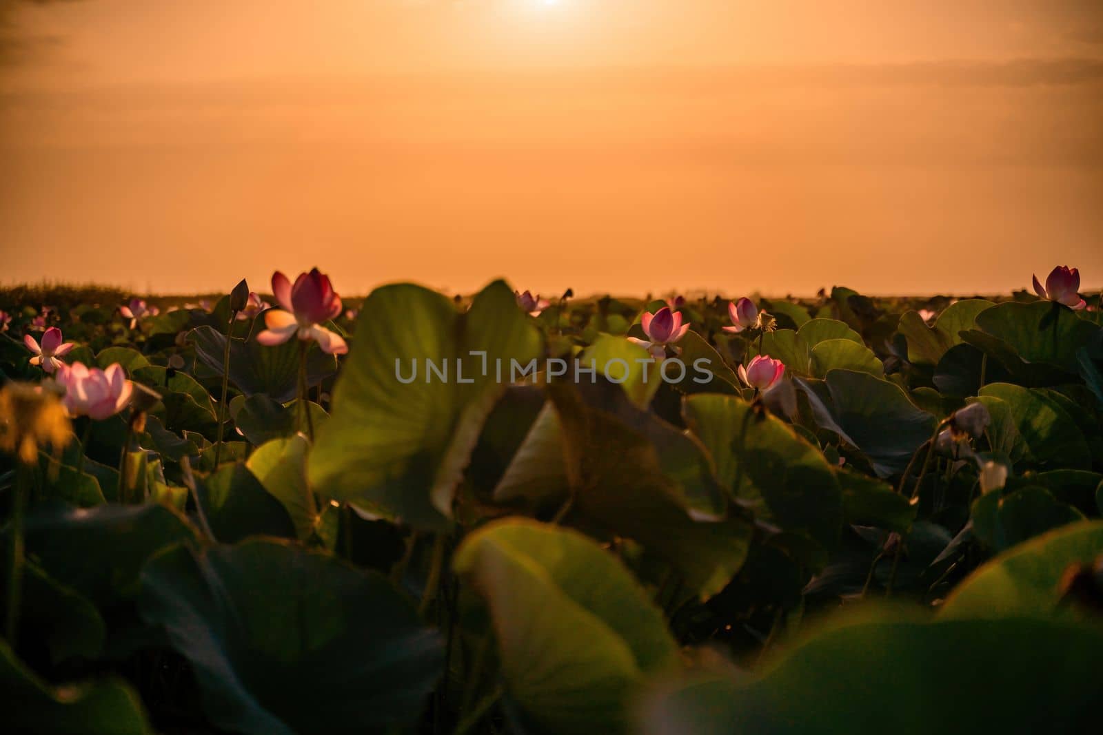 Sunrise in the field of lotuses, Pink lotus Nelumbo nucifera sways in the wind. Against the background of their green leaves. Lotus field on the lake in natural environment