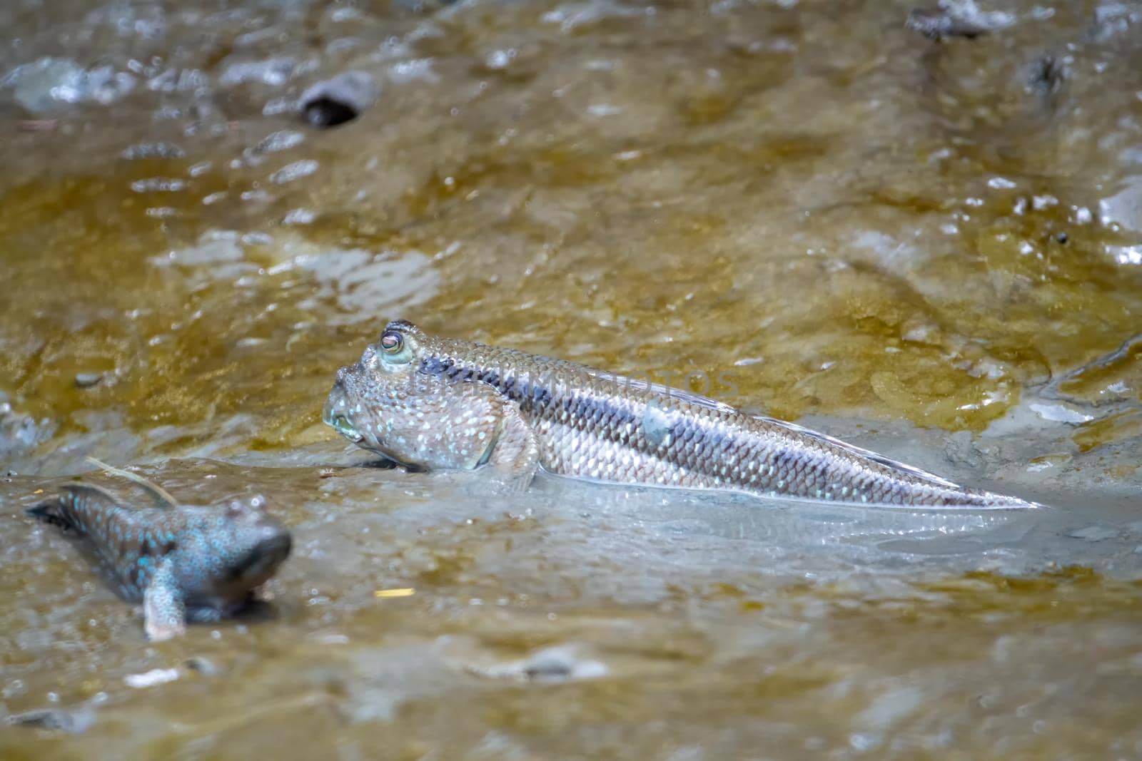 Periophthalmus or Boleophthalmus boddart are living on the wetlands of the mangrove forest.