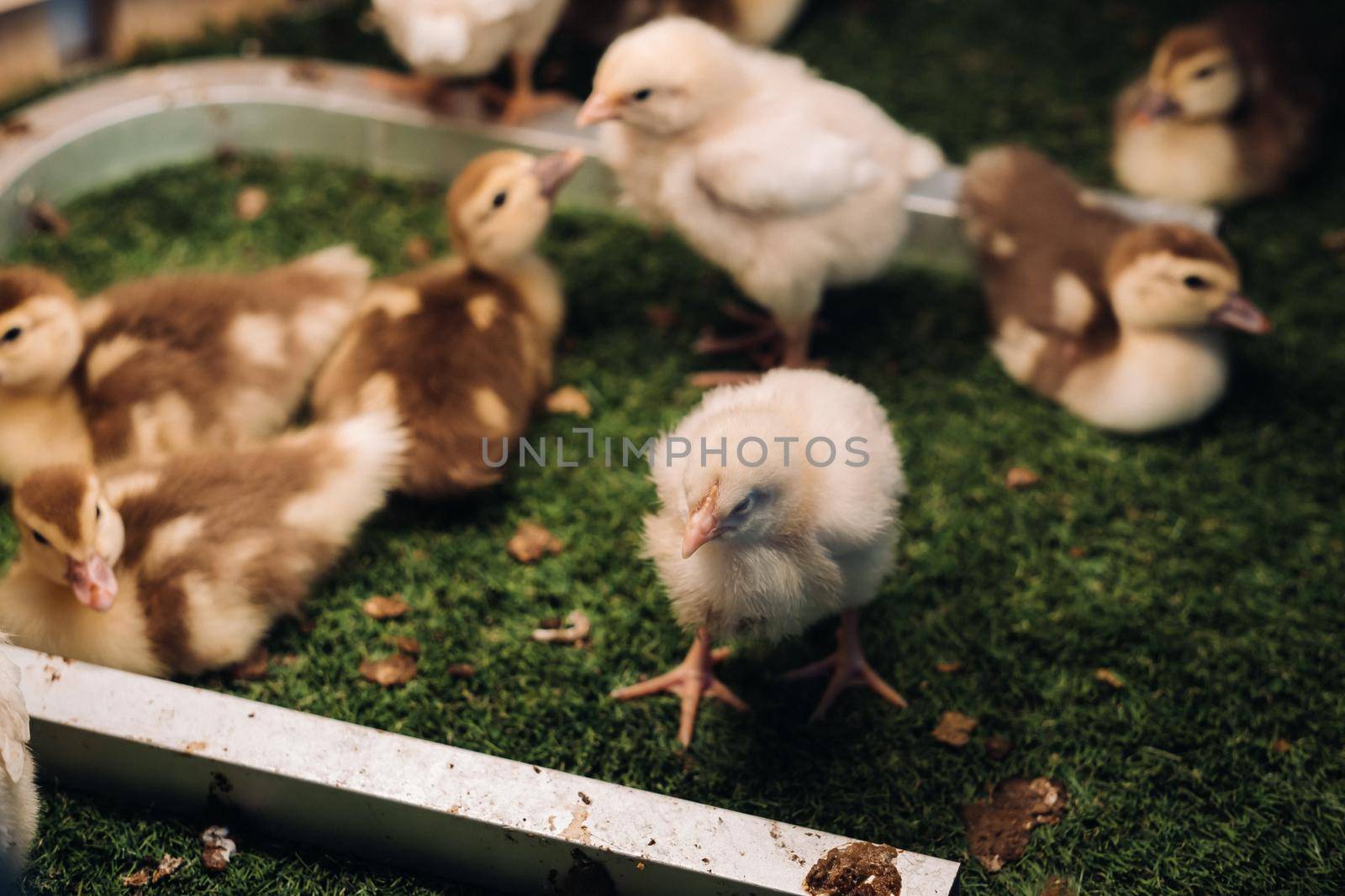 Little chickens and ducklings bask in the sun on the grass.