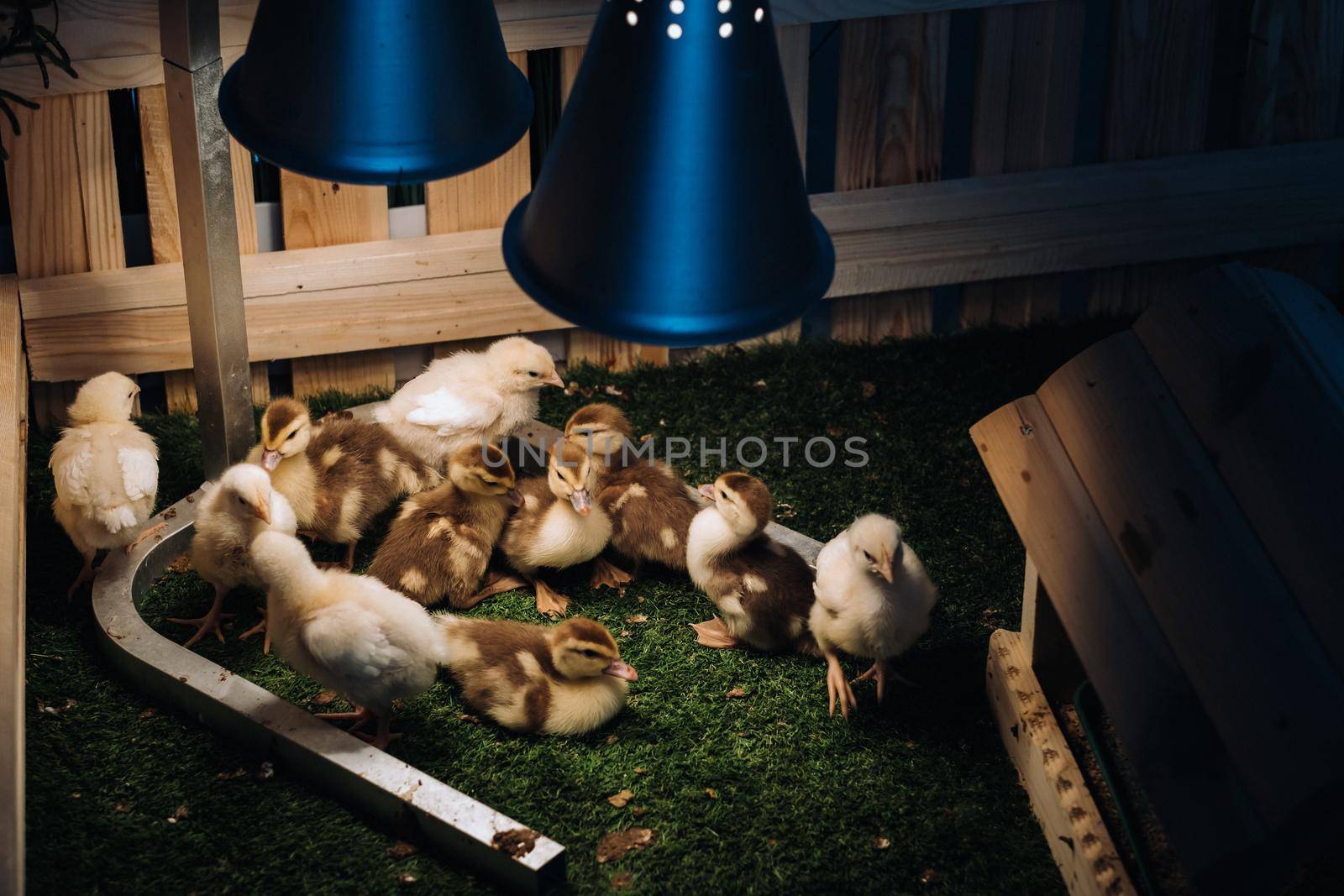 Small chickens and ducklings bask on the grass under a lamp in the yard.