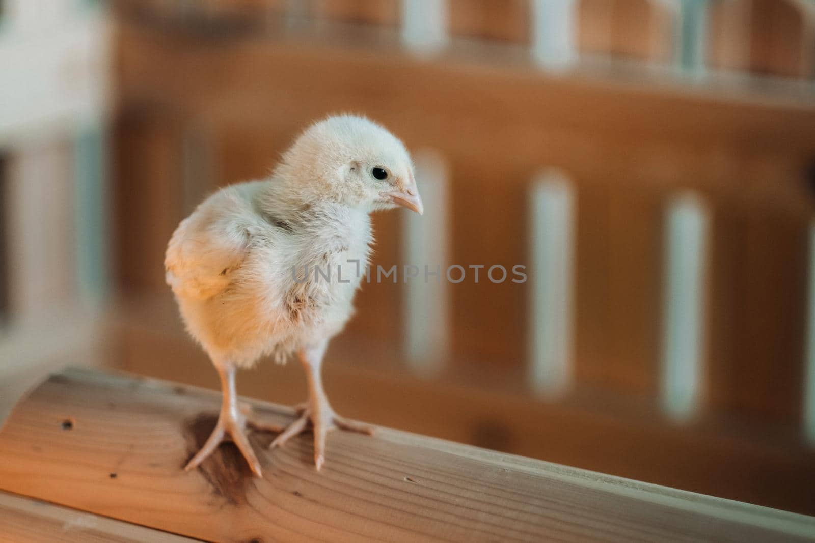 A small chicken stands on the roof of its house and basks in the sun.