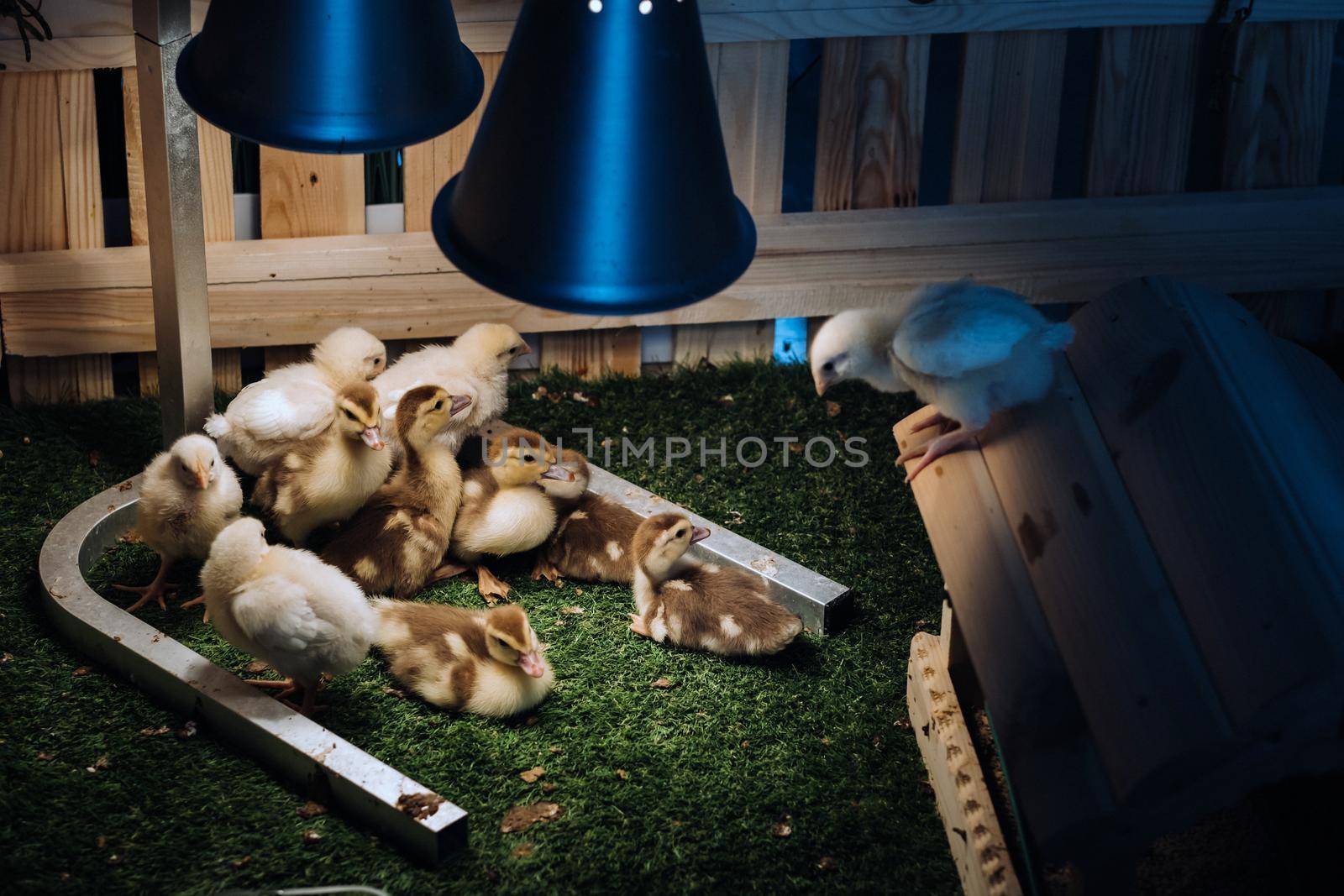 Small chickens and ducklings bask on the grass under a lamp in the yard.