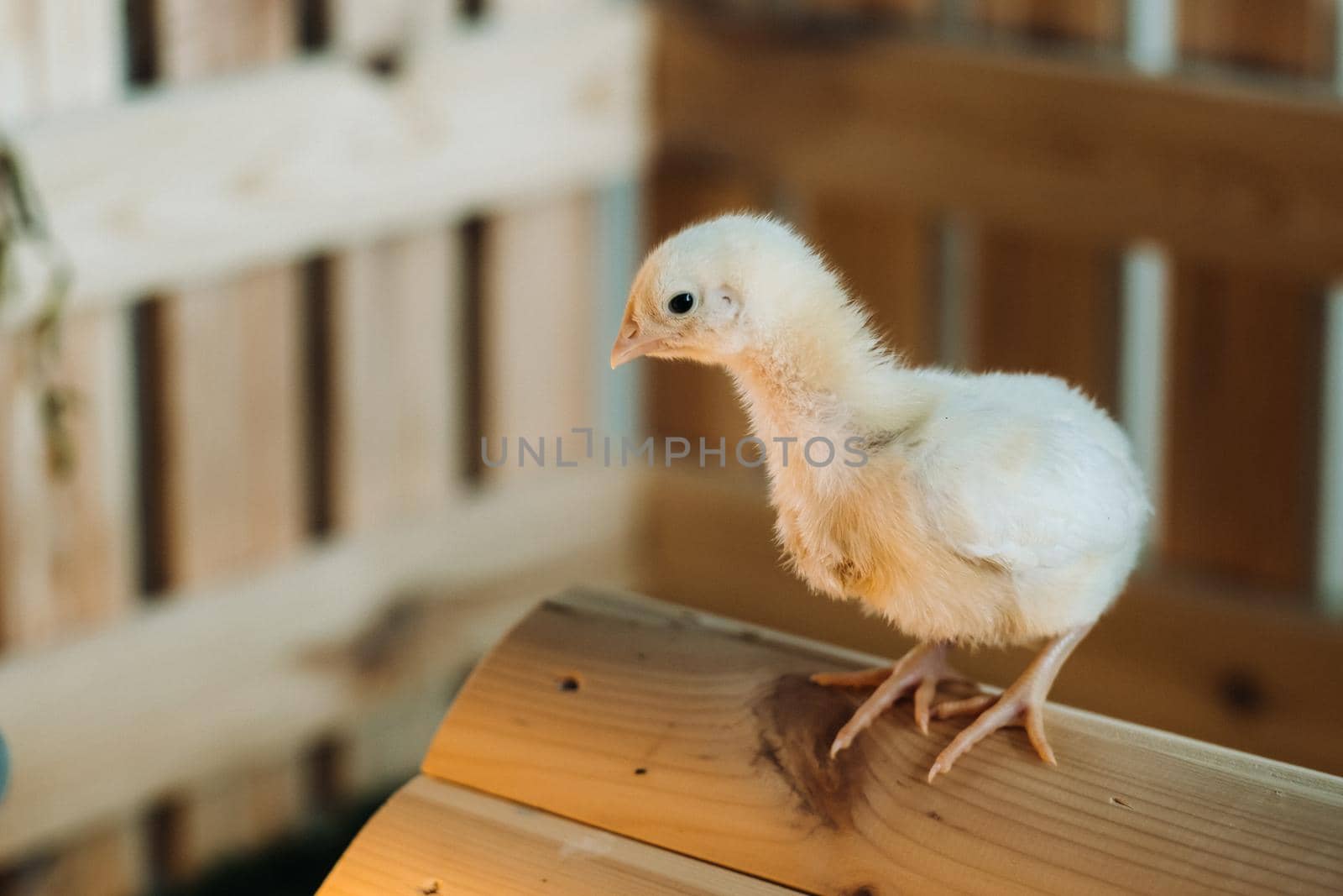 A small chicken stands on the roof of its house and basks in the sun.