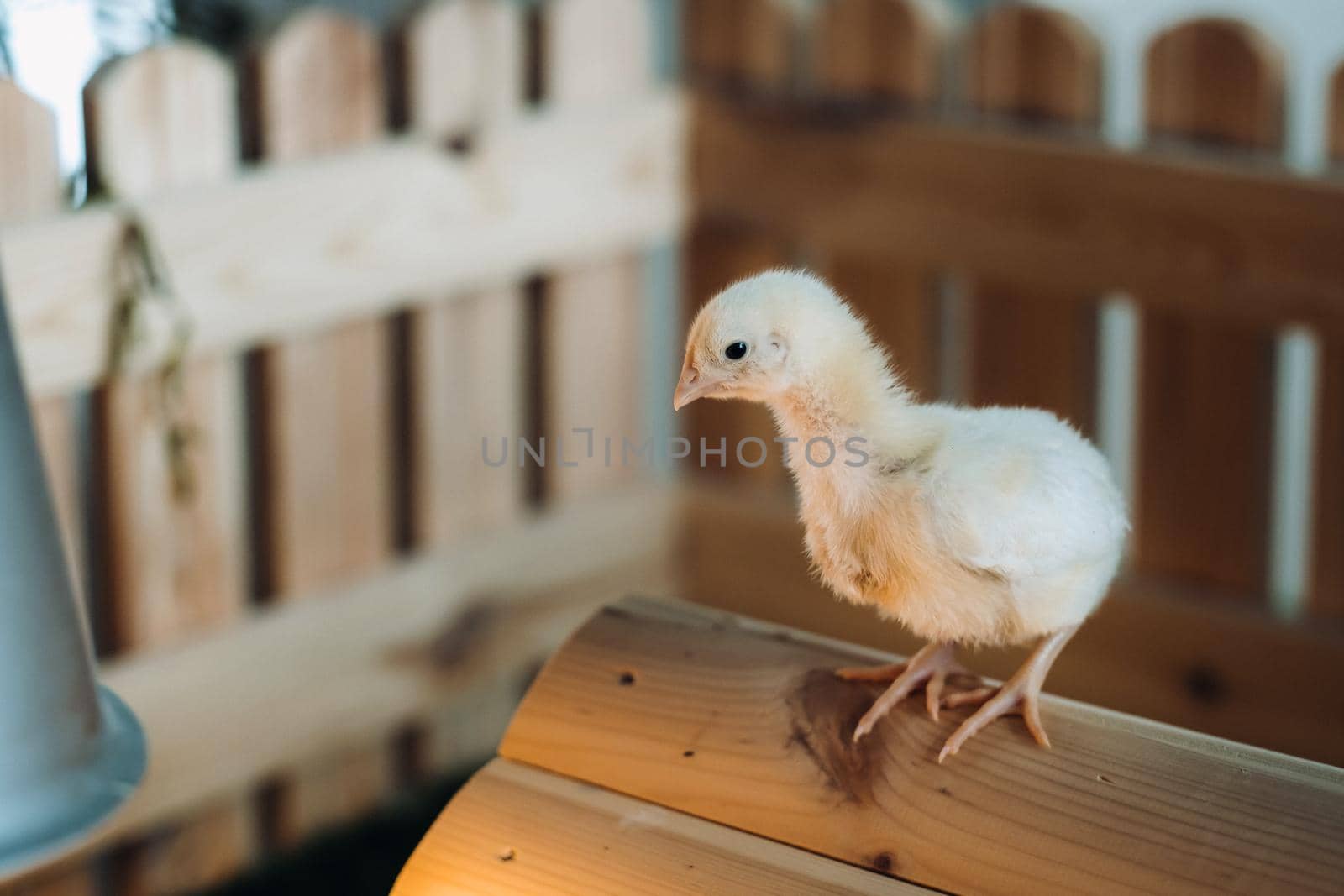 A small chicken stands on the roof of its house and basks in the sun.