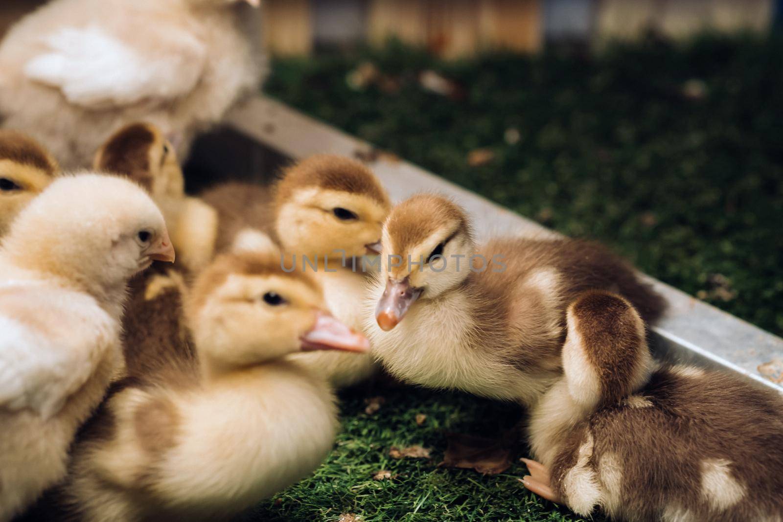 Little chickens and ducklings bask in the sun on the grass.