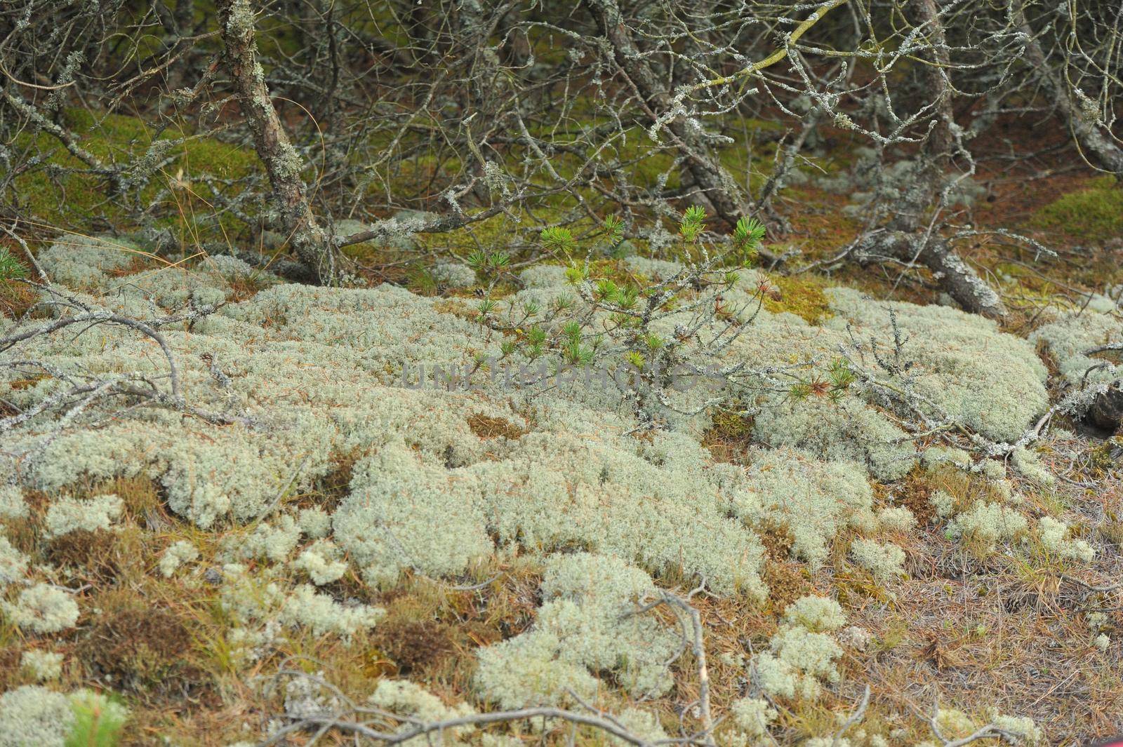 green moss background texture beautiful in nature