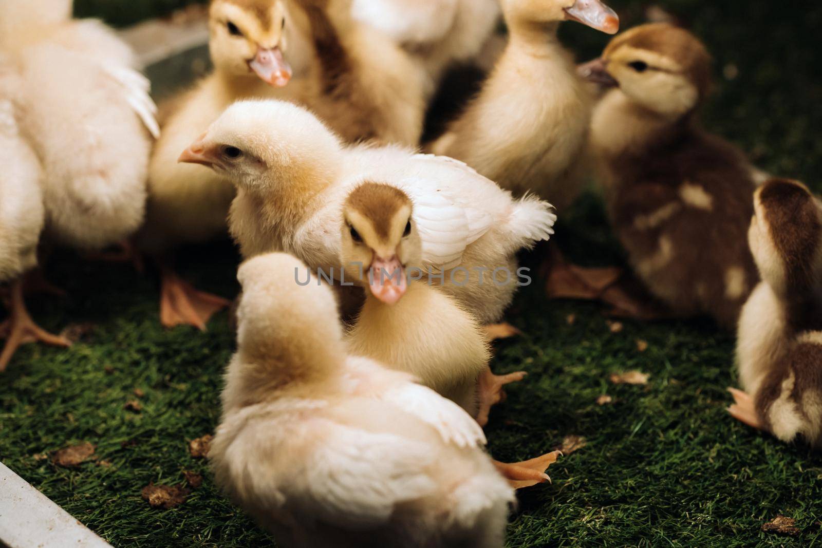 Little chickens and ducklings bask in the sun on the grass by Lobachad