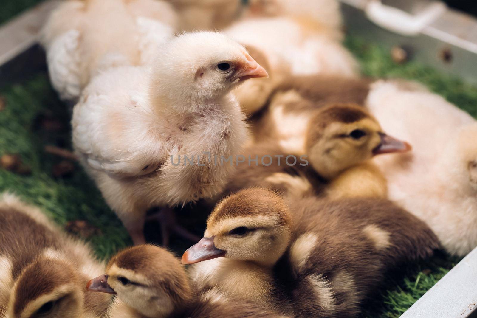 Little chickens and ducklings bask in the sun on the grass by Lobachad