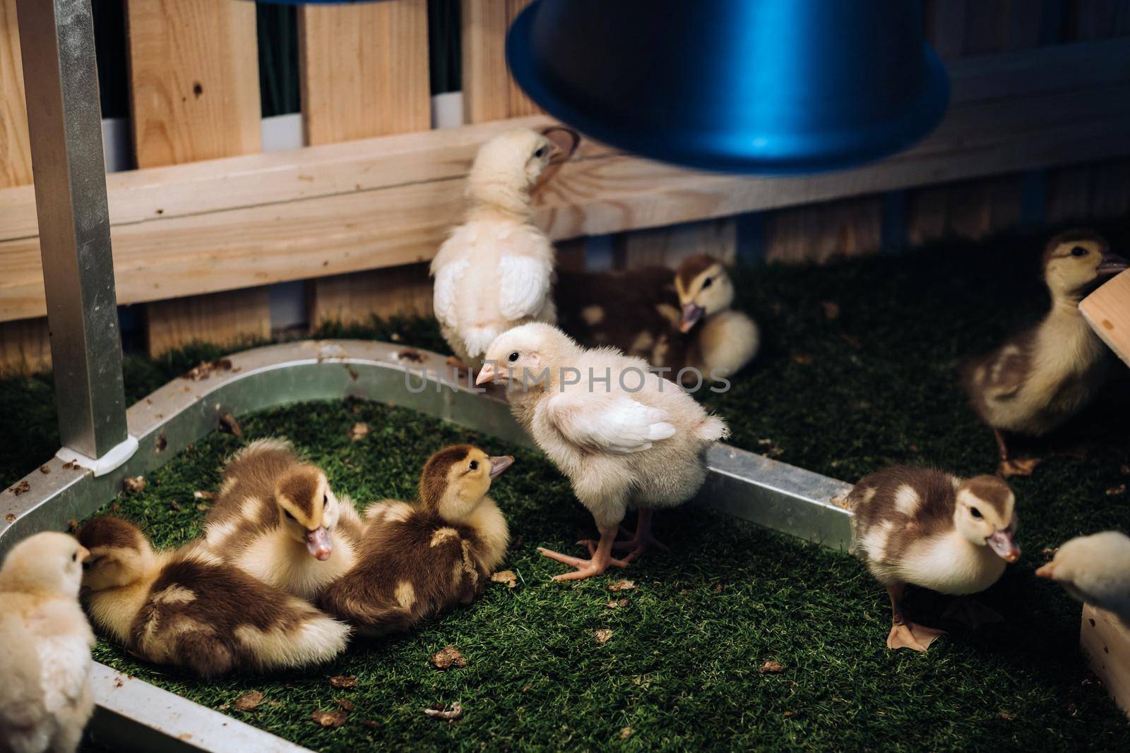 Small chickens and ducklings bask on the grass under a lamp in the yard.